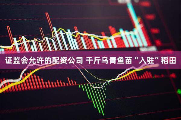 证监会允许的配资公司 千斤乌青鱼苗“入驻”稻田