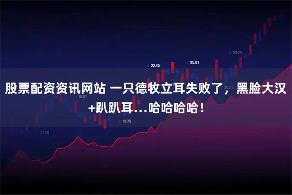 股票配资资讯网站 一只德牧立耳失败了，黑脸大汉+趴趴耳…哈哈哈哈！
